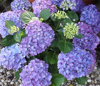 Гортензия Hydrangea
