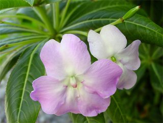 Бальзамин Impatiens