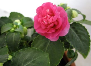 Impatiens Fiesta Impatiens Fiesta