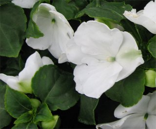 Impatiens Super Elfin Impatiens Super Elfin