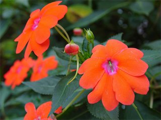 Impatiens Tempo