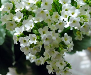 Каланхоэ Блоссфельда Kalanchoe blossfeldiana