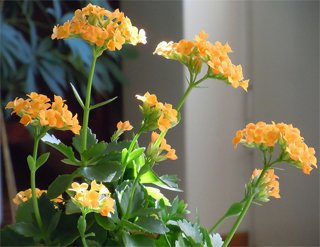 Kalanchoe blossfeldiana