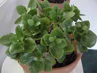 Kalanchoe blossfeldiana