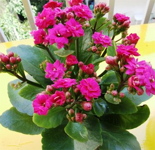 Kalanchoe calandiva Kalanchoe calandiva
