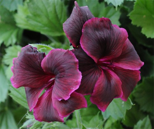 Pelargonium Aristo Schoko Pelargonium Aristo Schoko