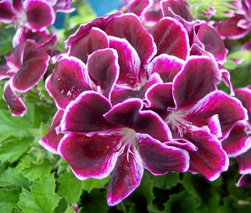 Pelargonium Imperial