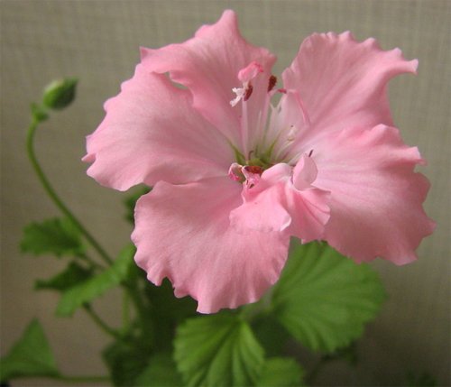 Pelargonium Pink Mikado
