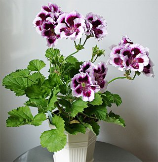Pelargonium regal Pelargonium regal