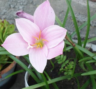Зефирантес Zephyranthes