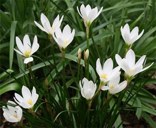 Zephyranthes candida Zephyranthes candida
