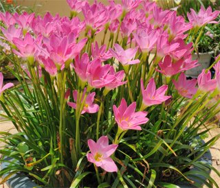 Zephyranthes rosea