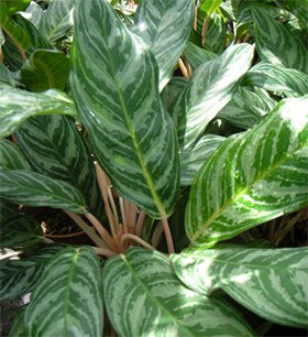 Aglaonema commutatum Aglaonema commutatum