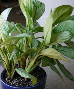 Aglaonema modestum