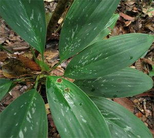 Aglaonema nitidum