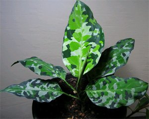 Aglaonema pictum Aglaonema pictum