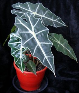 Alocasia polly