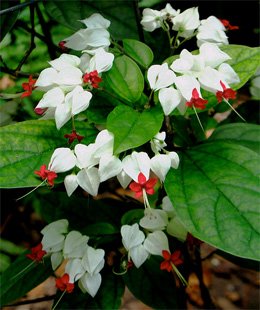 Clerodendrum thomsoniae Clerodendrum thomsoniae