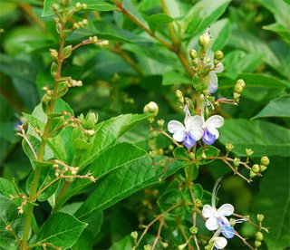 Clerodendrum ugandense Clerodendrum ugandense