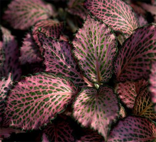 Fittonia Fittonia