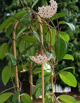 Вьющаяся лиана - хойя карноза Hoya carnosa