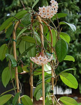 Hoya carnosa