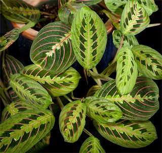 Maranta