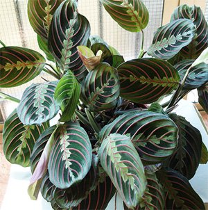Maranta tricolor Maranta tricolor