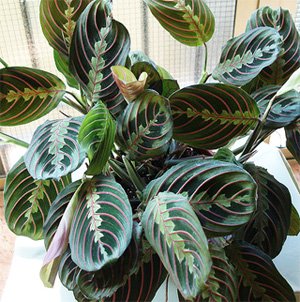 Maranta tricolor