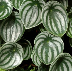 Peperomia argyreia Peperomia argyreia