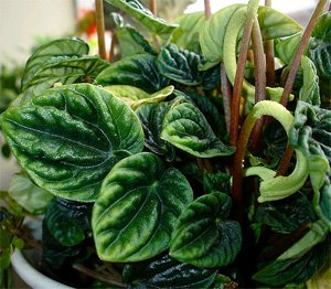 Peperomia caperata Peperomia caperata