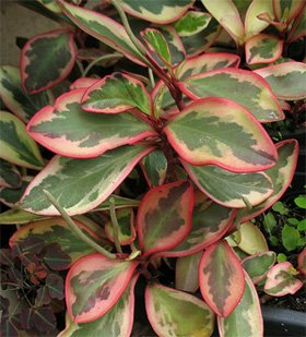 Peperomia clusiifolia variegata