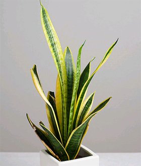 Sansevieria