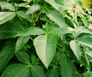 Syngonium auritum Syngonium auritum