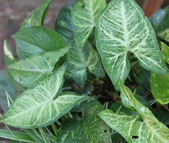 Syngonium podophyllum