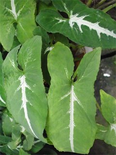 Syngonium wendlandii Syngonium wendlandii