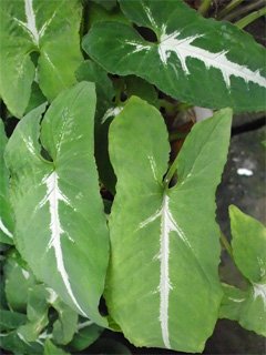 Syngonium wendlandii