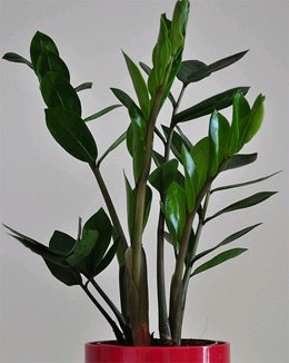 Zamioculcas Zamioculcas