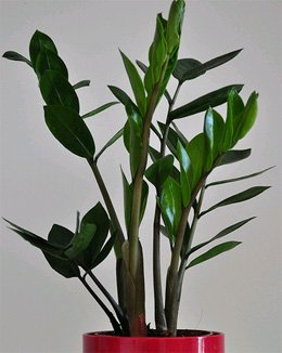 Zamioculcas