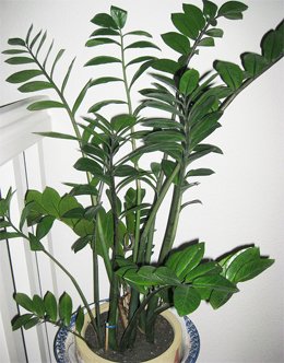 Куст замиокулькаса Куст замиокулькаса