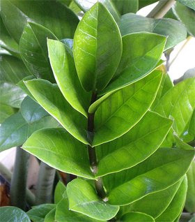 Zamioculcas zamiifolia Zamioculcas zamiifolia